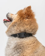 Wild One Collar - Black - PAWMART.ca