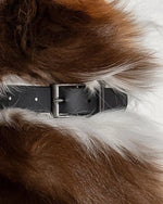 Wild One Collar - Black - PAWMART.ca