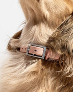 Wild One Collar - Blush Wild One