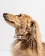 Wild One Collar - Blush - PAWMART.ca