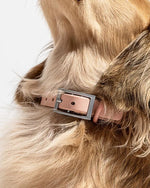 Wild One Collar - Blush - PAWMART.ca