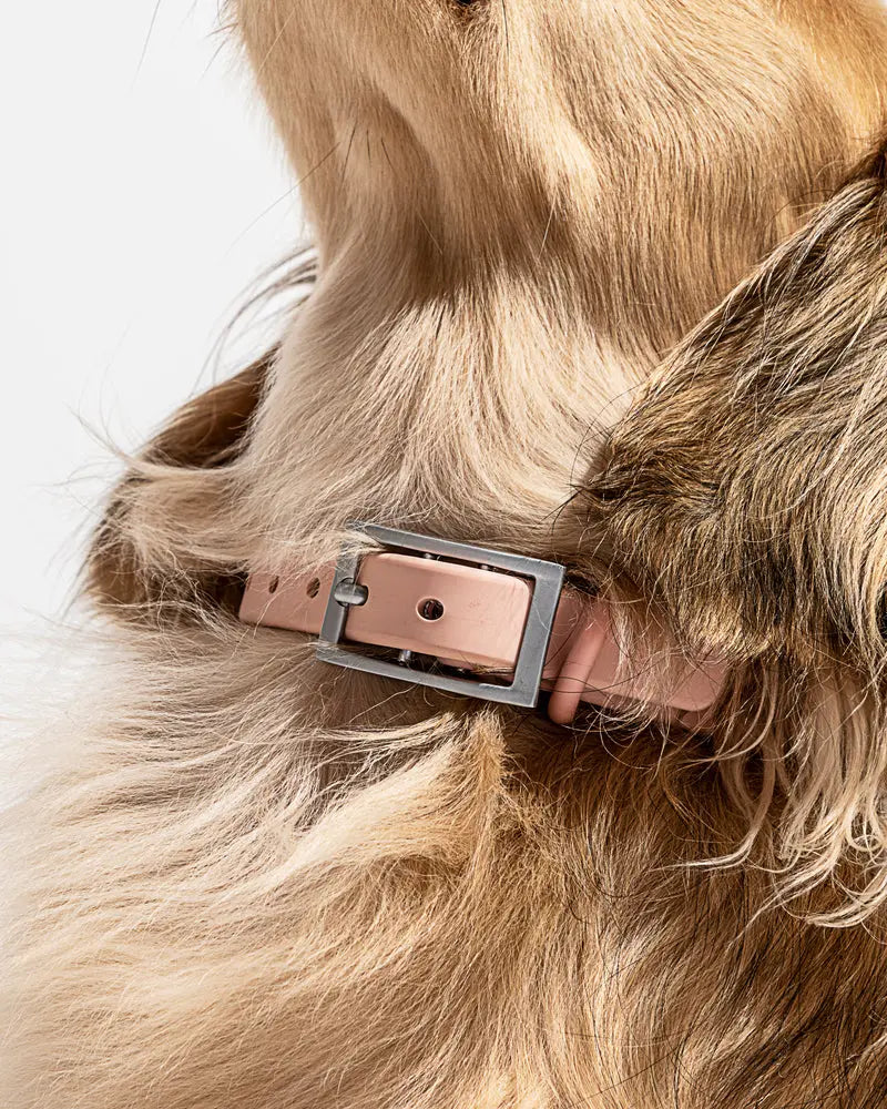 Wild One Collar - Blush - PAWMART.ca Canadian Pet Store & Pet Grooming