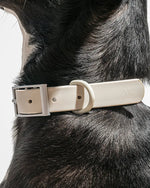 Wild One Collar - Gray Wild One