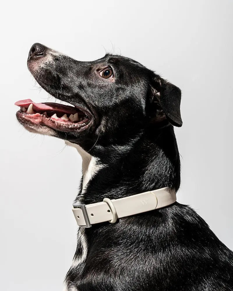 Wild One Collar - Gray - PAWMART.ca