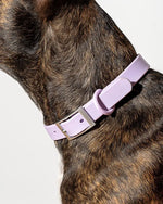 Wild One Collar - Lilac Wild One