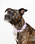 Wild One Collar - Lilac - PAWMART.ca