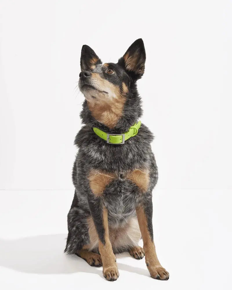 Wild One Collar - Limeade ✨ Limited Edition - PAWMART.ca