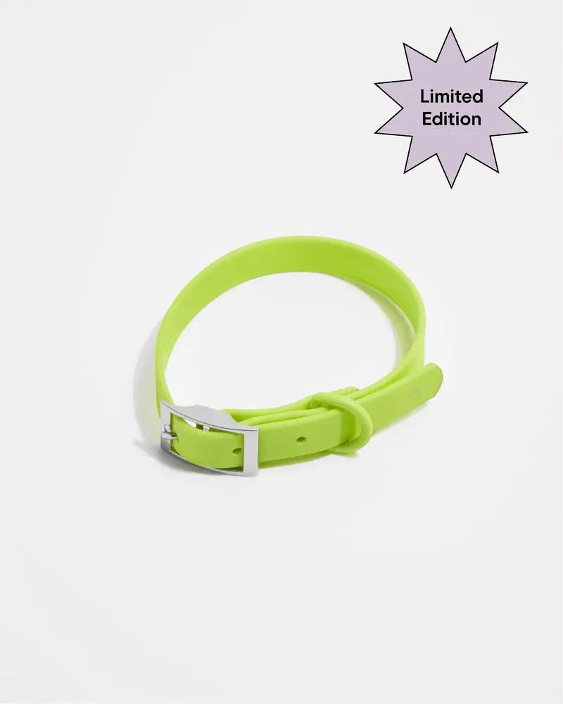 Wild One Collar - Limeade ✨ Limited Edition - PAWMART.ca