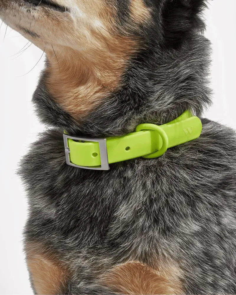 Wild One Collar - Limeade ✨ Limited Edition - PAWMART.ca