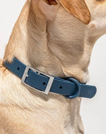 Wild One Collar - Spruce Wild One