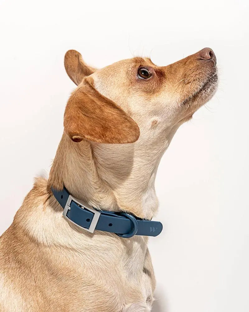 Wild One Collar - Spruce - PAWMART.ca