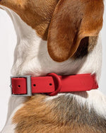 Wild One Collar - Strawberry ✨ Limited Edition - PAWMART.ca