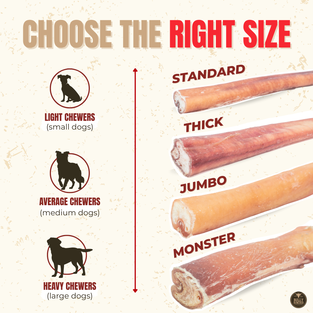 12 Inch Standard Bully Stick Dog Chews, product photo 5 of 9