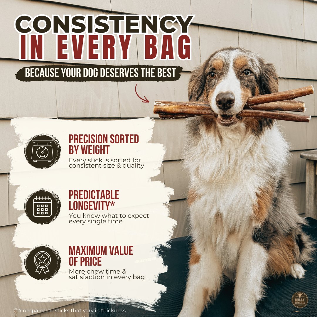 12 Inch Monster Braided Bully Stick Dog Chews, product photo 7 of 9
