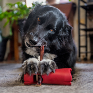 Bully Stick Safety Holder Dog Chew Accessories, product photo 2 of 10