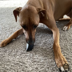 Cow Hooves Dog Chews, product photo 2 of 5