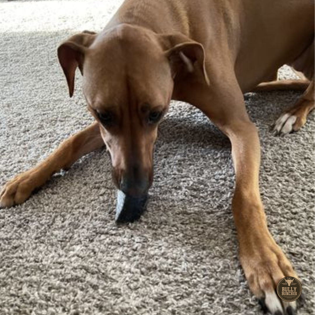 Cow Hooves Dog Chews, product photo 2 of 5