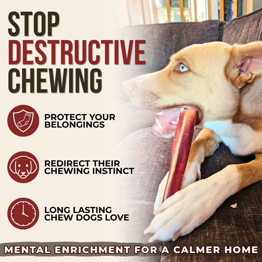 12 Inch Mega Monster Bully Stick (LIMITED) Dog Chews, product photo 5 of 9