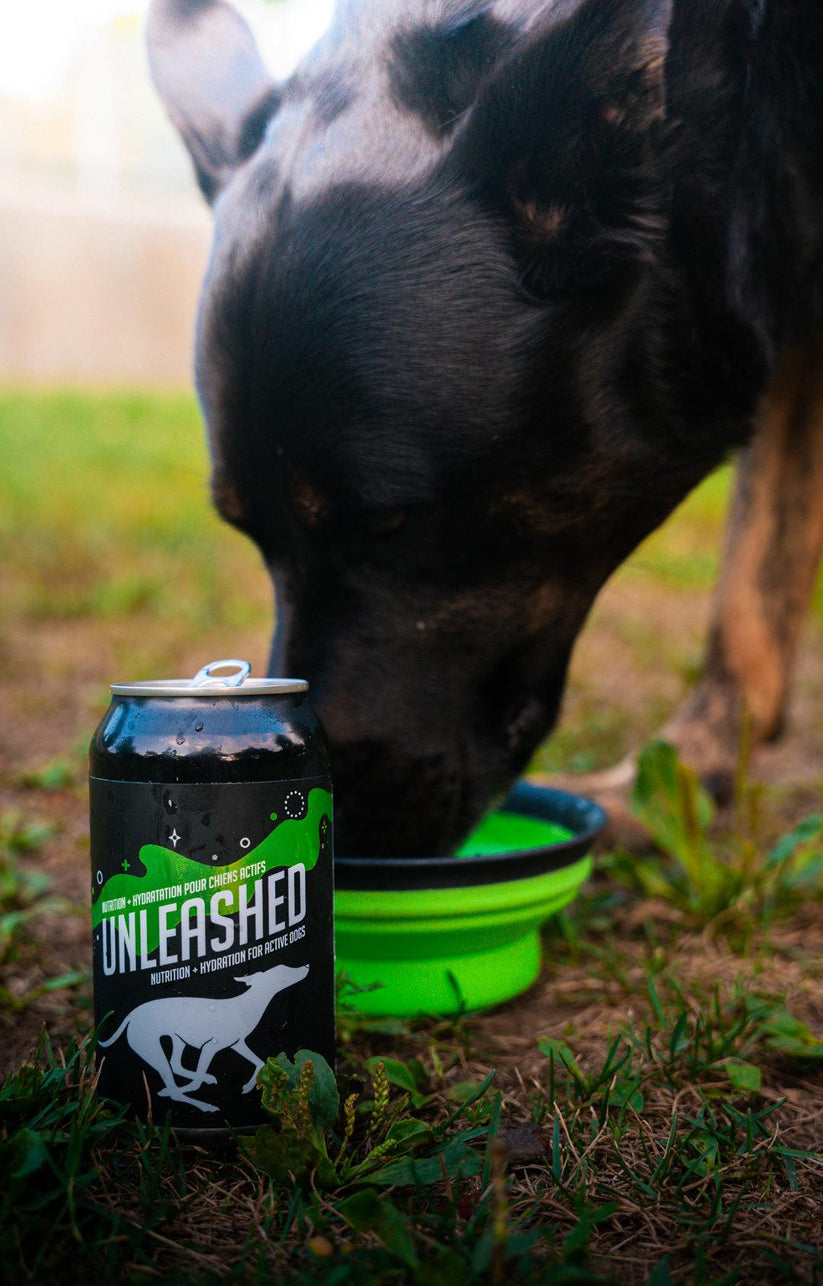 Crafty Beasts - UNLEASHED Hydrating Energy Brew - Beer For Dog Crafty Beasts