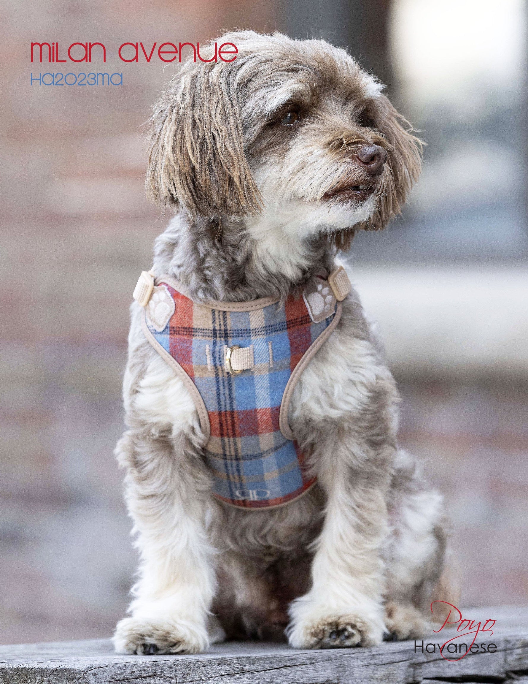 Pretty Paw - Milan AVENUE  - Dogs Harness PRETTY PAW