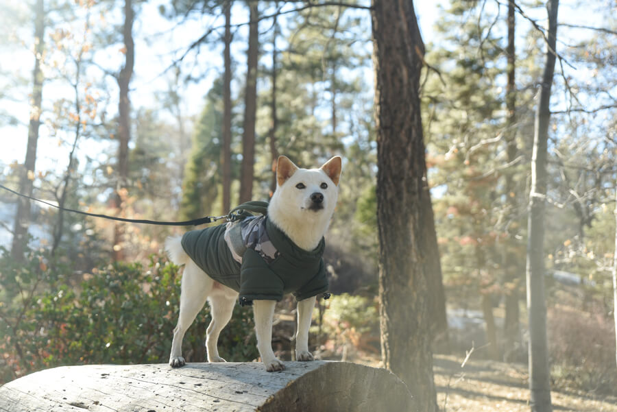 Gooby - Mountaineer Jacket Camo for Dogs GOOBY