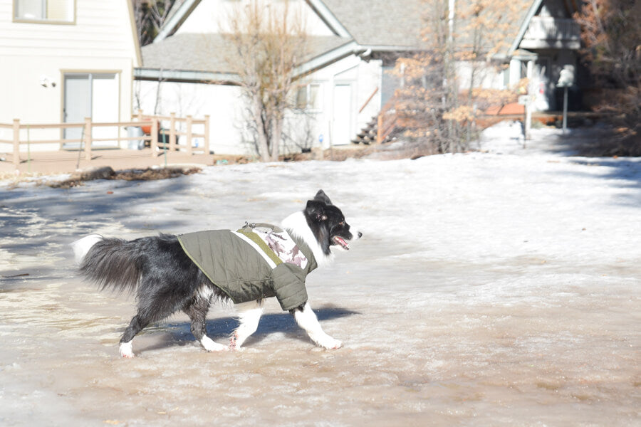 Gooby - Mountaineer Jacket Camo for Dogs GOOBY