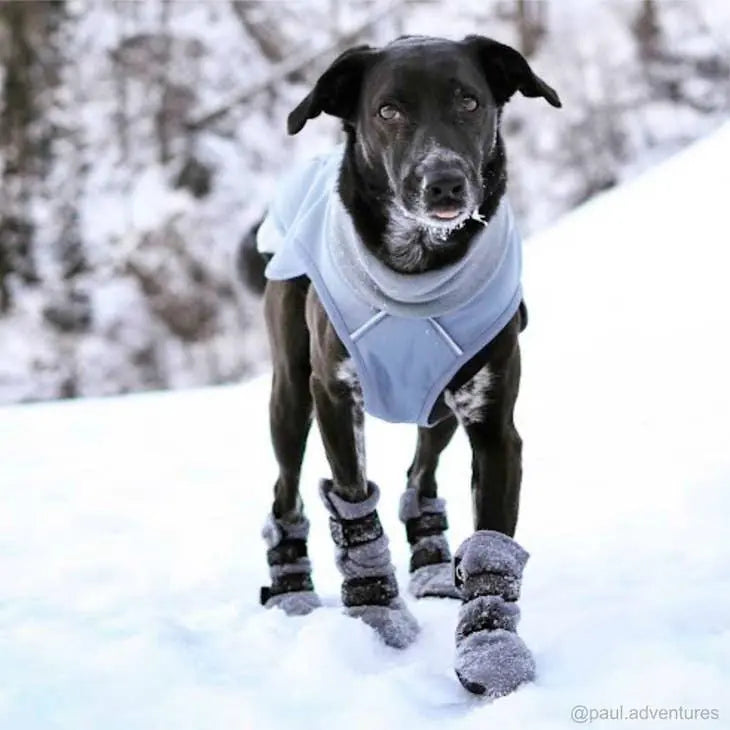 FINNERO HALLA booties for dog, 3 colors (4pcs/package) - PAWMART.ca